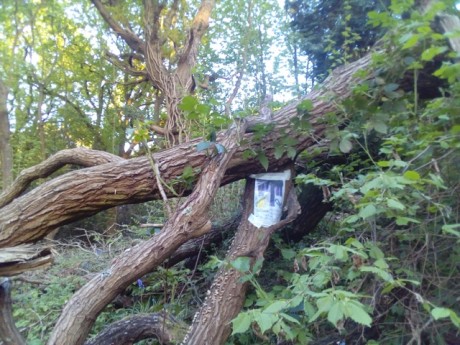 in defence of Marlhill Copse