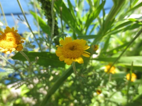 dyers chamomile