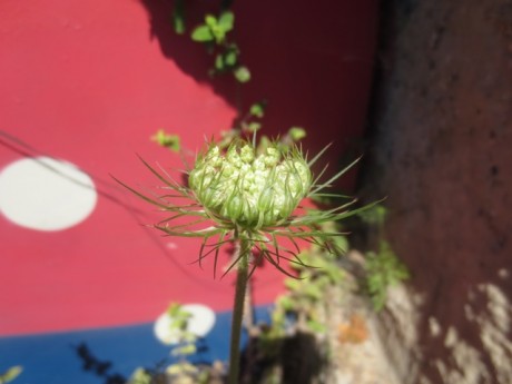 Queen Anns Lace
