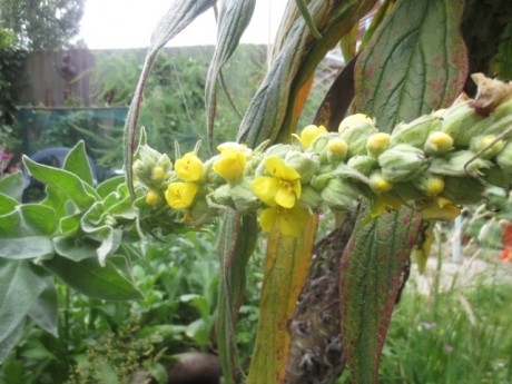 mullein at home