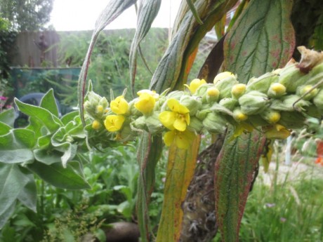 mullein at home 