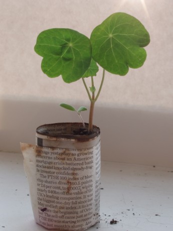 cast a nasturtium