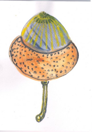 acorn doodly paint