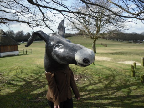 donkey in new forest